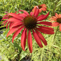 Tomato soup coneflower echinacea spp. for anpflanzung in blume bed