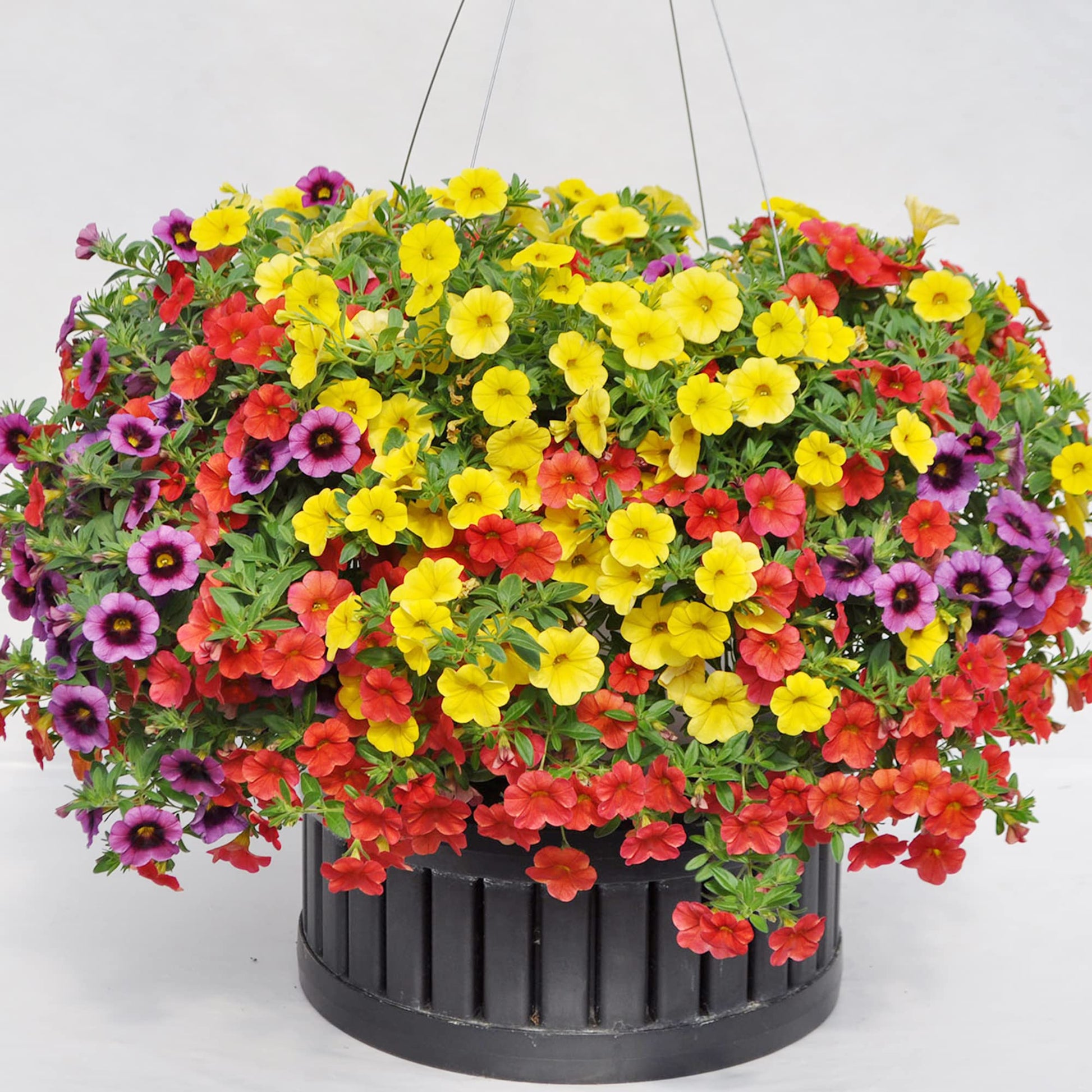 Calibrachoa Million Bells Blumensamen