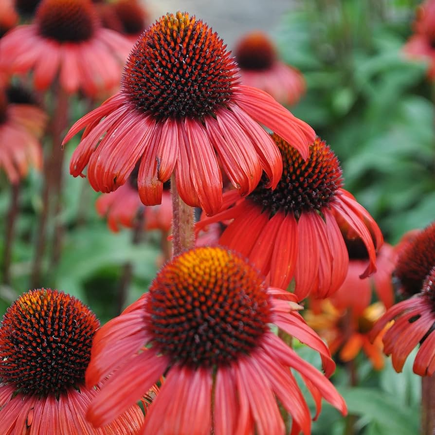 Echinacea Samen zur Aussaat Echinacea Purpurea hell Orange Blume Beet Bestäuber Garten