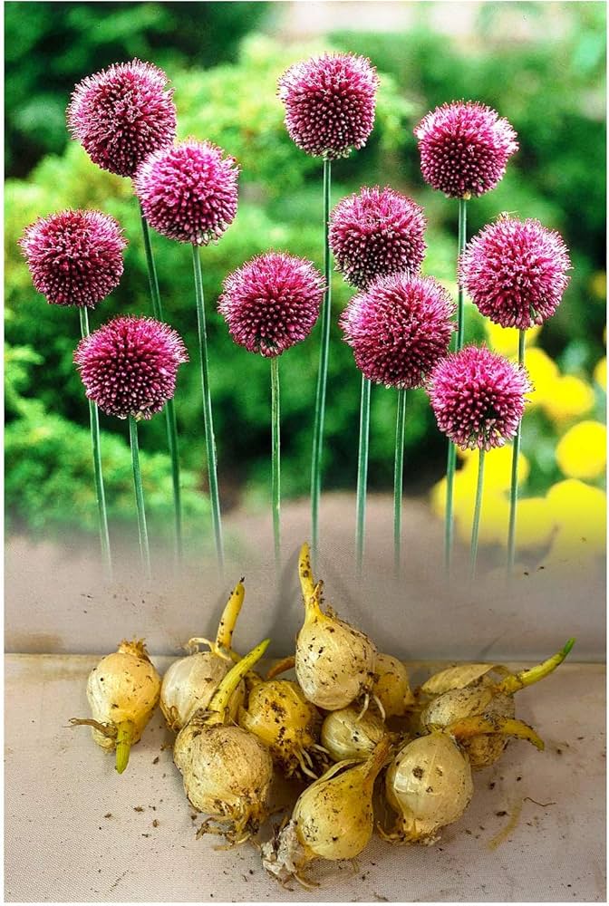 Nickende Zwiebel Allium sphaerocephalon Native Wildblume Samen zur Aussaat Garten