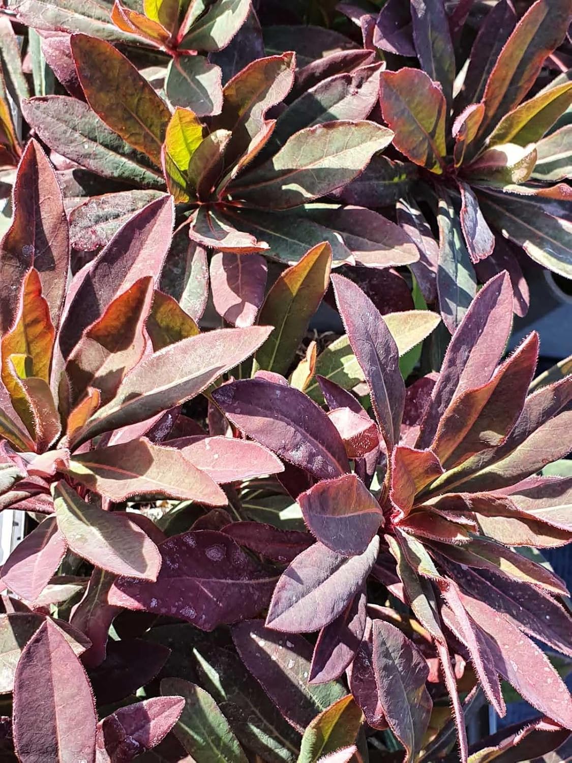 Euphorbia amygdaloides blume samen for anpflanzung - easy to grow, heirloom & gmo free samen for home garten
 
 sale samen for home garten