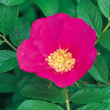Rot rugosa rose blume samen for fragrant garten bushes