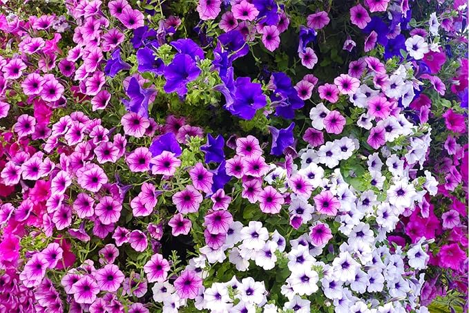 Gemischt hängend Petunie Petunie spp Blumensamen zur Aussaat hängend Baskets