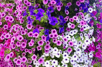 Gemischt hängend Petunie Petunie spp Blumensamen zur Aussaat hängend Baskets