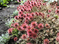 Traditionssorte Acaena Microphylla Blumensamen zur Aussaat Garten beliebt Traditionssorte & ohne Gentechnik Samen Hausgarten