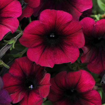 Burgundy dreams petunia samen for urban hanging baskets