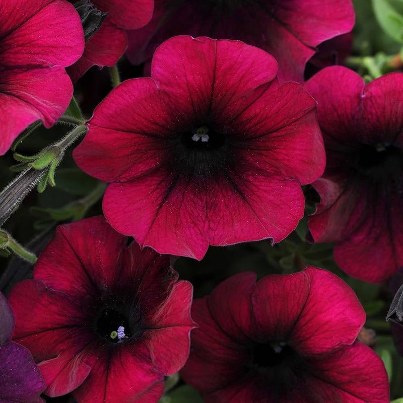 Burgundy dreams petunia samen for urban hanging baskets