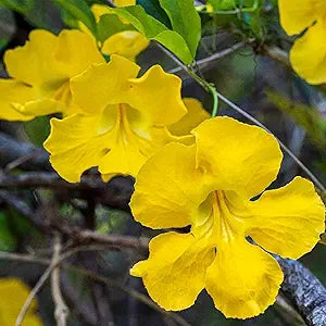 Macfadyena unguis cati evergreen vine gelb blume samen for tropical garten vines