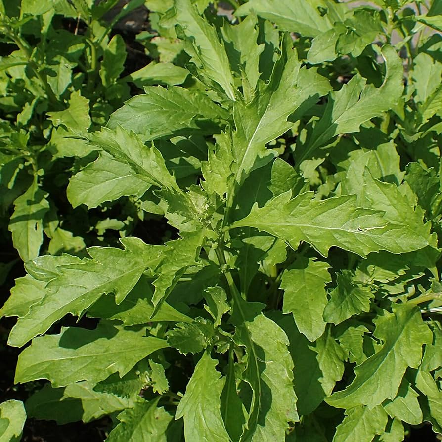 Epazote Dysphania Ambrosioides Samen – Traditionssorte ohne Gentechnik Herb Hausgarten Aussaat