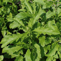 Epazote Dysphania Ambrosioides Samen – Traditionssorte ohne Gentechnik Herb Hausgarten Aussaat