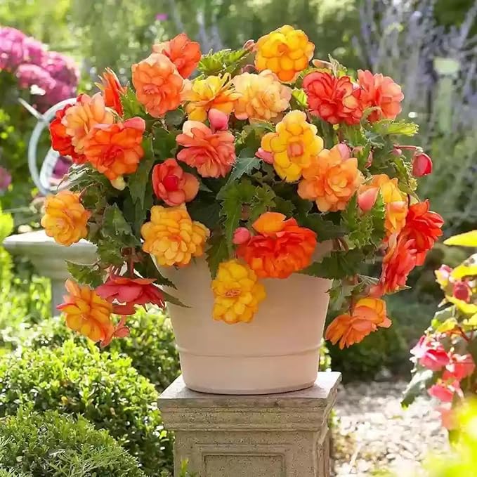 Gemischt Begonie Samen Haus or Balcony Garten