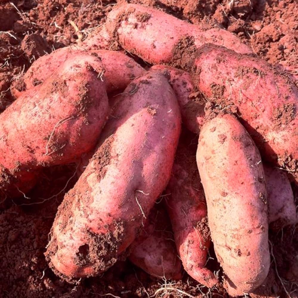 Dunkel Pink Süßkartoffel Samen zum Pflanzen - Grow Your Own Gemüses