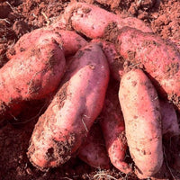 Dunkel Pink Süßkartoffel Samen zum Pflanzen - Grow Your Own Gemüses