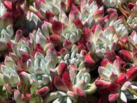 Dudleya blume samen for anpflanzung - low maintenance, heirloom & gmo free samen for home garten
 
 sale samen for home garten