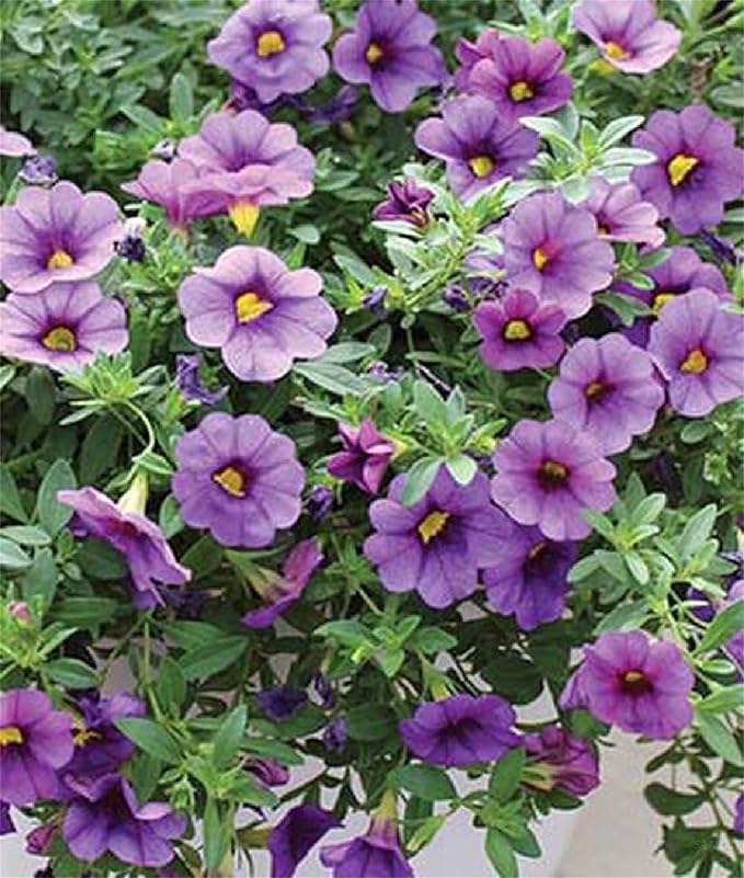 Calibrachoa Petunie Blume Calibrachoa spp. Samen zur Aussaat Blume Beet & Garten