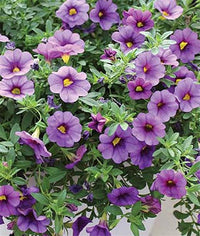 Calibrachoa Petunie Blume Calibrachoa spp. Samen zur Aussaat Blume Beet & Garten