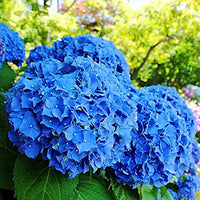 tief Blau Hortensie Blumensamen zur Aussaat – leuchtend Blüten – Traditionssorte & ohne Gentechnik Samen Hausgarten