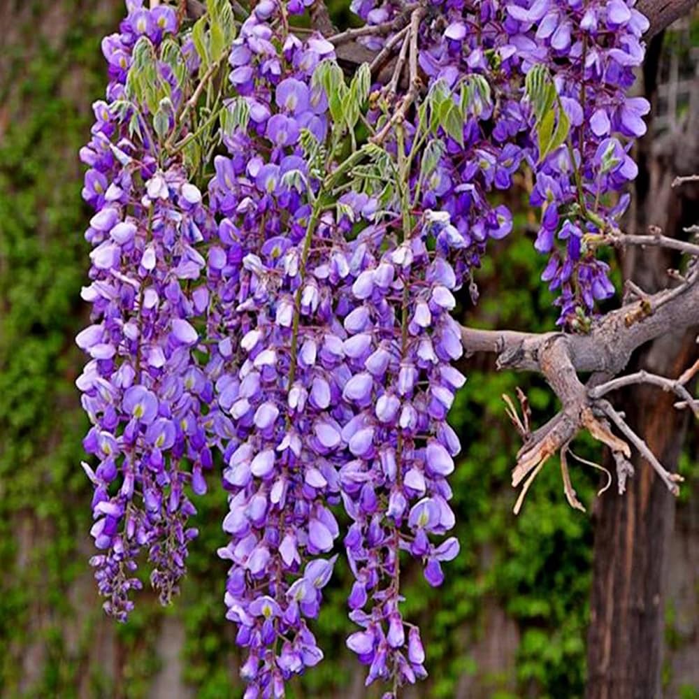 Blauregen sinensis Lila Blumensamen – Lila Blauregen Pergolas und Landscapes