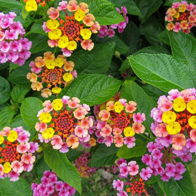 Lantana camara five color for garten anpflanzung