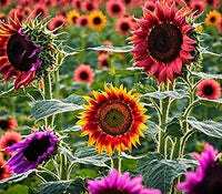 Mini rainbow sunflower samen for ornamental bonsai pflanze gardens