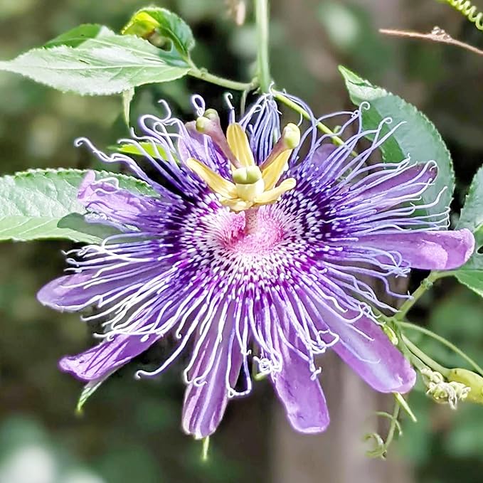 Passiflora Passiflora spp Gemischt Blumensamen zur Aussaat Blume Beet