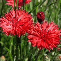 Rot Bachelor Button Centaurea cyanus Samen zur Aussaat Blume Beet Schmetterling Garten