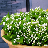 Jasmine Jasminum officinale Blumensamen zur Aussaat