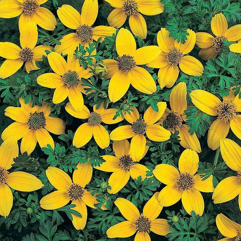 Bidens golden star blume samen for anpflanzung