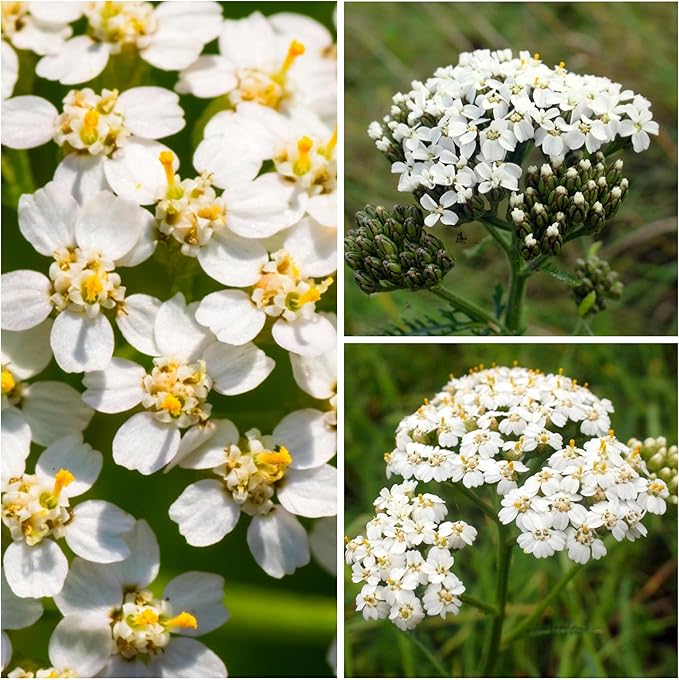 Achillea Love Yarrow Blumensamen Yarrow Blüten