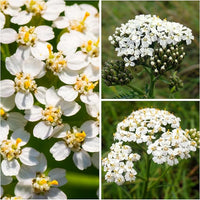 Achillea Love Yarrow Blumensamen Yarrow Blüten
