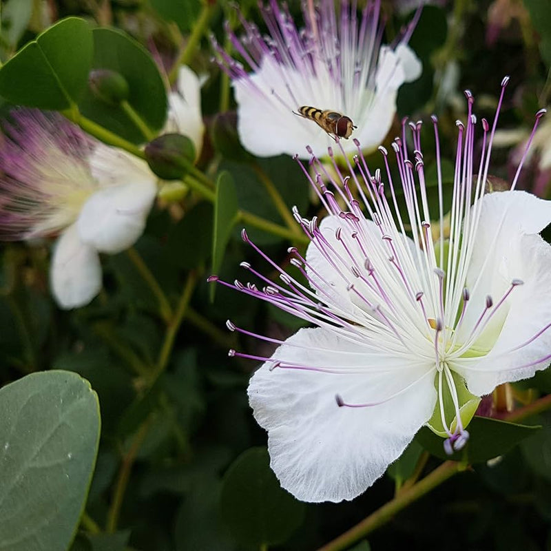 Lila caper bush blume samen for anpflanzung - seasonal bloomer, heirloom & gmo free samen for home garten
 
 sale samen for anpflanzung in home garten