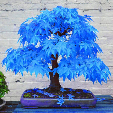 Blaue Ahornbaum Samen zur Aussaat hochwertige Qualitäts- Baum Samen
