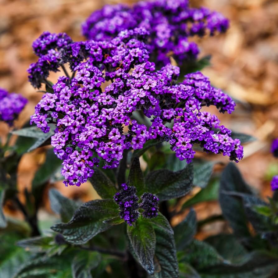Heliotrope Marine Blumensamen zur Aussaat ideal Rabatten Traditionssorte & ohne Gentechnik Samen Hausgarten