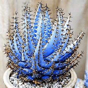 kaufen aloe vera pflanze samen für pflanzung sky blue Stück, 100 Stück