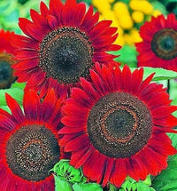 Kastanienrot Sonnenblume Samen zur Aussaat – farbenfroh Schau – Traditionssorte & ohne Gentechnik Samen Hausgarten
