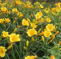 Fresh selten Hybrid Daylily Samen – Hemerocallis Lilie für Innenräume Bonsai – Garten Pflanzen