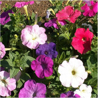 Butterfly and bee friendly dwarf petunia blume mix samen
