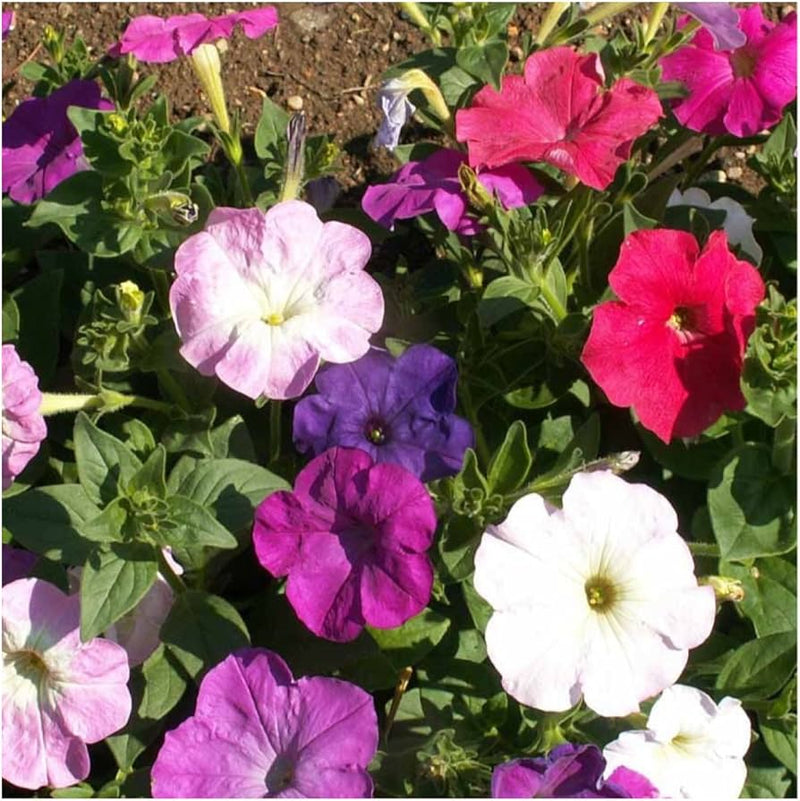 Butterfly and bee friendly dwarf petunia blume mix samen