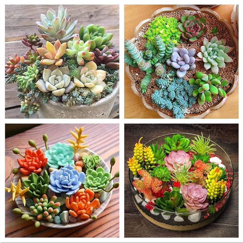 Succulents Bonsai Blumensamen zur Aussaat hochwertige Qualitäts- Traditionssorte & ohne Gentechnik Samen Hausgarten
