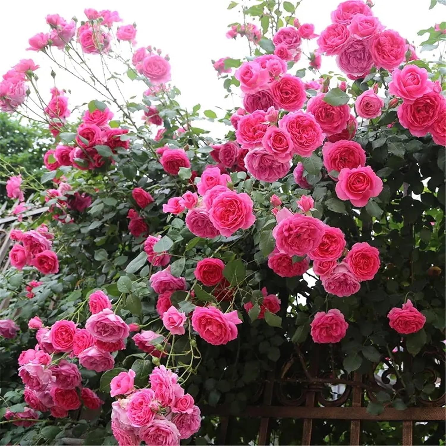 Rose Rosa kletternd mehrjährig Rose Samen zur Aussaat leuchtend Traditionssorte & ohne Gentechnik Samen Hausgarten