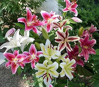 Special blau heart lily samen for colorful home gardens