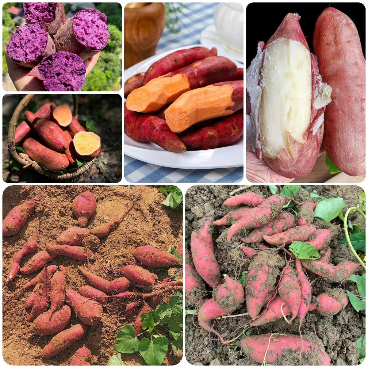 Mixed Süßkartoffel Ipomoea batatas Gemüse Samen zum Pflanzen in Gemüse Patch