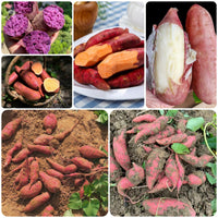 Mixed Süßkartoffel Ipomoea batatas Gemüse Samen zum Pflanzen in Gemüse Patch