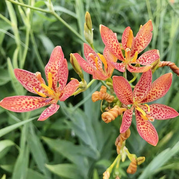 Blackberry lily samen blume & chinese medicine