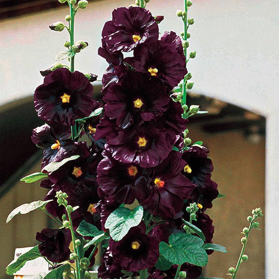 dunkel Lila Althaea Rosea Blumensamen zur Aussaat kompakt Wuchs Traditionssorte & ohne Gentechnik Samen Hausgarten