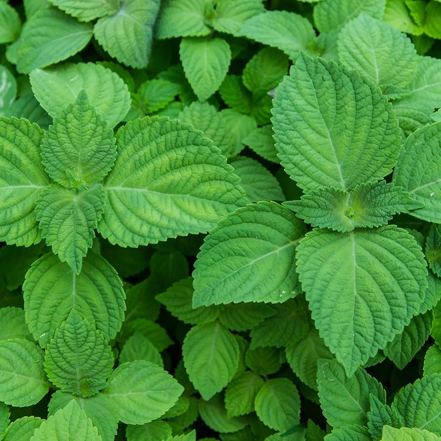 green shiso perilla frutescens samen für pflanzung Kräuterpflanze garden asian kitchen