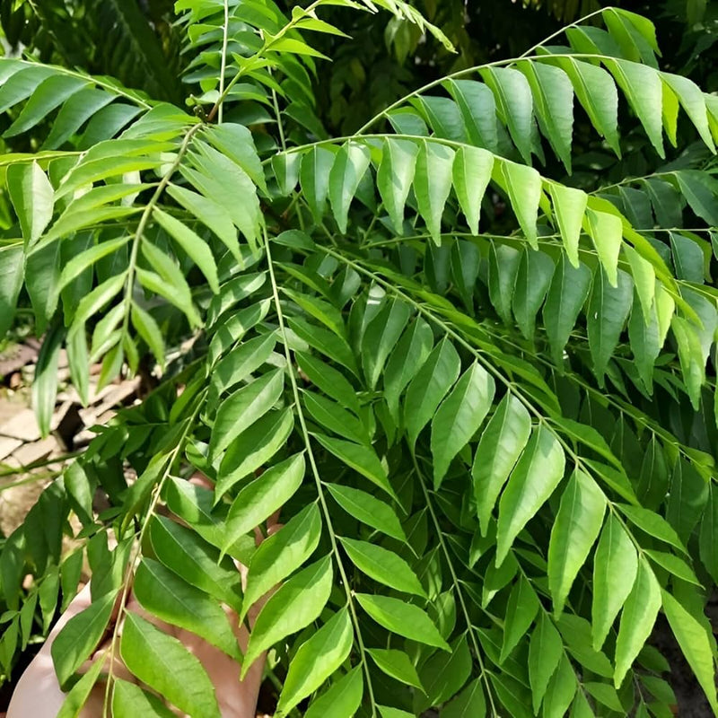 Curry Leaf Gemüse Samen zum Pflanzen