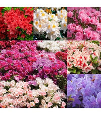 Gemischt Satsuki Mischfarben Blumensamen zur Aussaat – farbenfroh Schau – Traditionssorte & ohne Gentechnik Samen Hausgarten