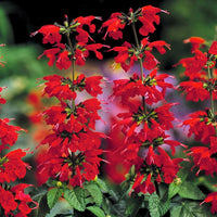 Lady in rot hummingbird salvia perennial blume samen