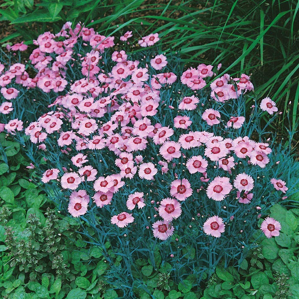 Nelke Allwoodi Alpinus Samen – robust mehrjährig elegant Blumen